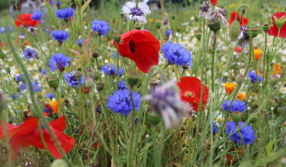 People asked to back new project enhancing Exeter’s wildflowers The